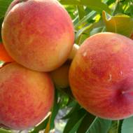 Саджанець Персик Ред Хевен